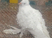 White frill back pigeons for sale