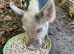 Male & female Kune Kune pigs available