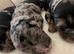 cockapoo puppies