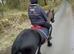 Stunning Fell x mare