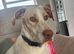 Young Lab x hound x pointer Mix