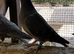 Coloured racing pigeons