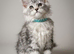 TICA registered Maine coon kittens