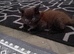 Lovely boy kitten for sale