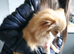 Pomeranian puppies