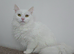 Two females need rehoming asap
