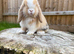 Mini lop doe