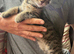 1 lovely little male kitten