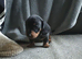Miniature dachshund