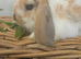 Beautiful friendly mini lops