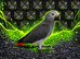 African Grey Babies