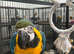 Hand Reared Baby Blue & Gold Macaw
