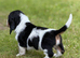 Quality KC Basset puppies