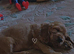 Show cocker spaniel
