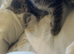 Maine coon mix bengal kitten