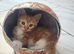 6 Kittens URGENT sale.