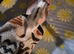 Ringtail mosaic male 100%het leu