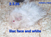 Hairy guinea pig boys