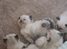 Ragdoll kittens
