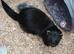 Black ferret pair for sale