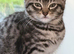 Kittens READY NOW!!