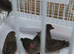 African quailfinch for sale x5