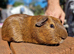 California x male guinea pig, ip3
