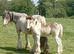 Very nice ride and drive cob mare 8 years old