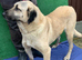 Urgent rehoming - phoenix