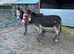 Two stunning coloured Jenny donkeys