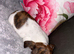 Jack russel puppies