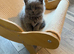 British short hair kittens