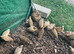 Common quail