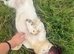 English springer spaniels