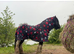 3 year old mini cob gelding