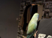 Indian ringneck 2 years old