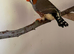 Unusual varieties of zebra finch