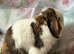 Adults and babies for sale pure bred mini lops