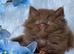 READY TO RESERVE Luxury pedigree male cinnamon/brown British longhair kitten