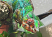 Male panther chameleon