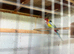 Rosella pair for sale