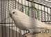 Sweet budgie comes with cage