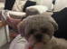 2 Years Old Male Shih Tzu