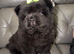 Black male chow chow