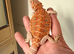 50% red monster bearded dragon