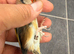 2024 bbc ring goldfinch hen proven