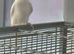 2 baby budgies for sale