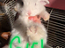 Baby French lops