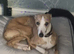 Whippet dog