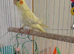 Lutino baby cockatiel